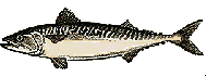 mackerel